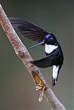 Collared Inca